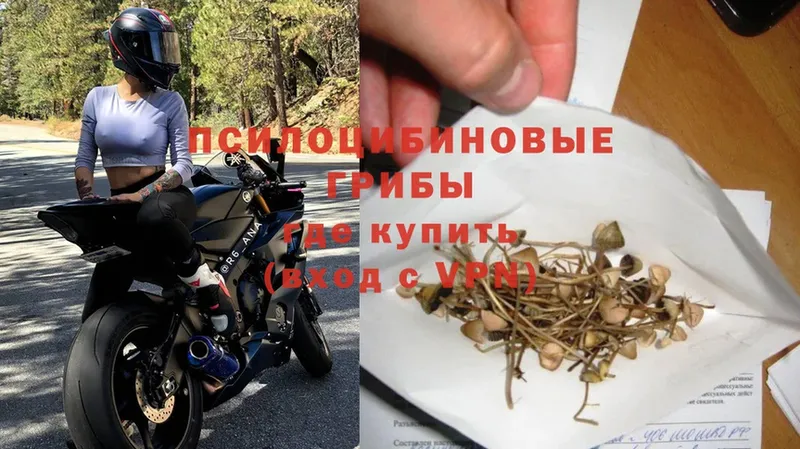 цена наркотик  Шебекино  Галлюциногенные грибы Psilocybe 